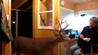 Man Feeds Deer in his House [upl. by Lewej]