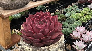 Echeveria Collection and Rare Echeveria Succulent Varieties [upl. by Atsahc]