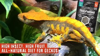 AMAZING Gecko Diet with Fruit amp Insects  StickyFootGold by Arcadia Reptile [upl. by Standford]