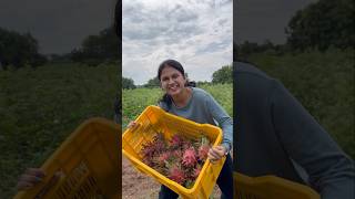 Dragon fruit farm lo Fruity fruits cutting ❤️ sahrudafruity dragon farming eating ytshorts [upl. by Miriam]