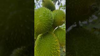 Harvesting Teasel Gourd spinygourd spinegourd homegarden garden gardening shorts [upl. by Nayllij523]