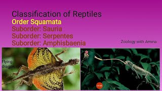 Classification of reptiles  Order Squamata Suborders Sauria Serpentes and Amphisbaenia [upl. by Darreg]