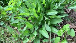 Wood Betony Stachys officinalis Traditional Medicinal Uses Lore amp Magic Part 2 [upl. by Earvin678]