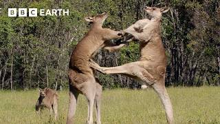 50 of the Greatest Fights in the Animal Kingdom  BBC Earth [upl. by Nalon]