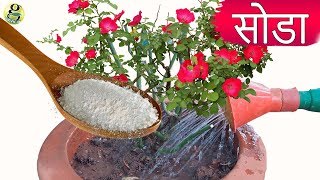 पौधों में बेकिंग सोडा के 10 लाभ  Baking soda Hacks [upl. by Suhsoj]