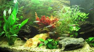 TV Aquarium HD HQ [upl. by Ordnas]