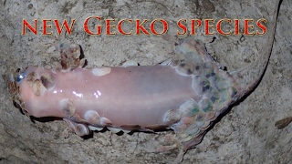 New Gecko species amazing defence mechanism [upl. by Aenyl]