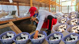 Harvesting 3 dozens of 45 days old rabbits│Treating Fur loss amp Bacterial skin diseases of rabbits [upl. by Fonzie411]