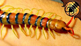 Will it bite Handling one of my pet centipedes [upl. by Enenstein]