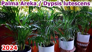 Palma Areka  Dypsis lutescens [upl. by Akaya709]