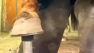 🐴Horse Hoof Cleaning and HOOF TRIMMING 🐴 How Often To Clean [upl. by Cirad]