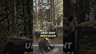 Ursi periculosi pe Transfagarasan🐻 [upl. by Anirret]