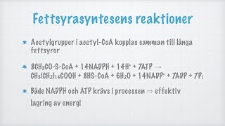 Glukoneogenes och fettsyrasyntes [upl. by Charisse]