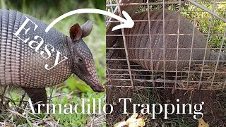 Orphaned baby armadillo discovered in backyard [upl. by Euqinitram]