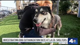 A closer look at dog euthanization rates at LA County shelters [upl. by Corydon]