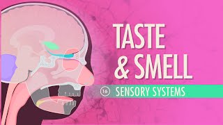 The Sensory System [upl. by Teodora280]