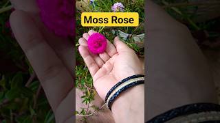 Moss Rose care Tips♥️♥️♥️flowersmoss rosegardenviralshorts [upl. by Ahk]