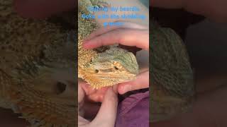 Shedding bearded dragon beardies reptile shedding [upl. by Marzi]