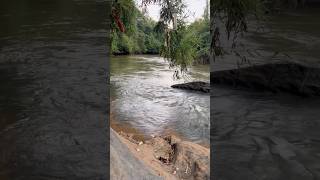 പുഴയിൽ പോയി ഒന്ന് നീന്തിയാലോ 😄😜 shorts kadalundi river eveningtime [upl. by Hayton870]