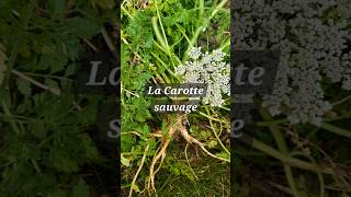 La Carotte sauvage [upl. by Caputto]