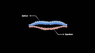 What is primitive streak [upl. by Amadis]