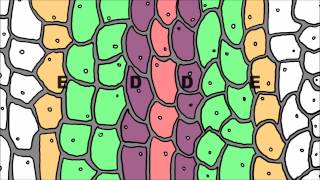 Regulatory Hierarchies in Development including Hox Genes [upl. by Blanchette351]