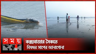 কক্সবাজারে সৈকতে হলুদ পেট সাপ পর্যটকরা সাবধান  Coxs Bazar Sea Beach  Sea Snake  Somoy National [upl. by Radbourne]