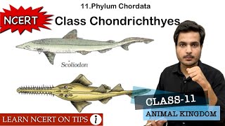 Class Chondrichthyes  Phylum Chordata  Class11 Bio NCERT On Tips  Mnemonics Inside the video🔥 [upl. by Wixted]