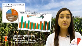 Corn Costs Compared Illinois vs Brazils Mato Grosso [upl. by Westhead]