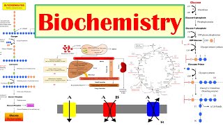 00 Biochemistry  Introduction to Syllabus  BPharmacy 2nd Semester [upl. by Yerhpmuh]