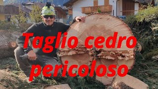 TAGLIO CEDRO PERICOLOSO [upl. by Aicenert]