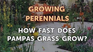 How Fast Does Pampas Grass Grow [upl. by Oderf185]