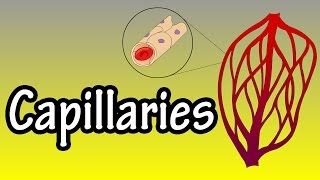 Capillaries  What Are Capillaries  Functions Of Capillaries [upl. by Keenan]