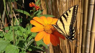 Mexican Sunflower Torch [upl. by Notgnilliw890]