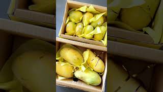 Pakistani Mangos Have Arrived In UK Alhamdulillah  Pakistan Lahore UK Shorts FYP [upl. by Coppock]