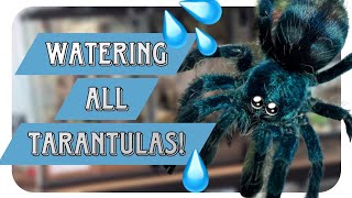 XXL Watering ALL my Tarantulas [upl. by Hoem]