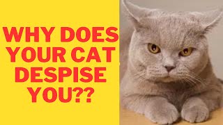 10 Surprising Reasons Your Cat Silently Despises You [upl. by Yelnek]