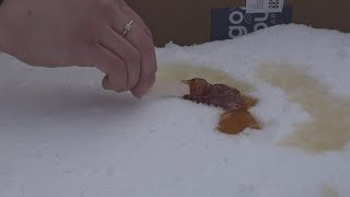 Maple taffy Snow from storm lets maple producers to make seasonal treat [upl. by Rahr469]