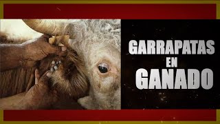 🤠😱 Cómo ELIMINAR Garrapatas en Ganado  Garrapaticidas Bovinos [upl. by Letnohc]