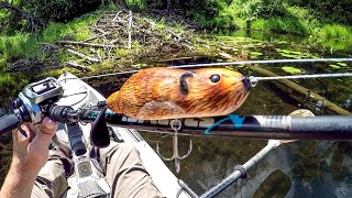 Fishing A Beaver Lure For Big Bass [upl. by Ahsrats]