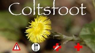 Coltsfoot Edible Medicinal amp Cautions [upl. by Nywroc368]