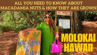 Our visit to Purdys Macadamia Nuts Farm in Molokai  Hawaii [upl. by Yenruoc]