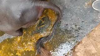 Food Poisoning Cattle and Buffaloes Diarrhea  Enteritis  दस्त का इलाज़ [upl. by Erie35]