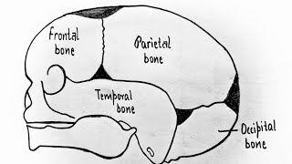 Fetal skull explained in Hindi areas bonessuturesfontanelle landmark amp diameters easy lecture 👍 [upl. by Staci]