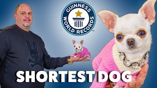 New Worlds Shortest Dog  Guinness World Records [upl. by Nosreh550]