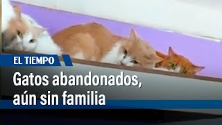 Gatos abandonados Chapicats siguen buscando quién los adopte  El Tiempo [upl. by Aynekal]