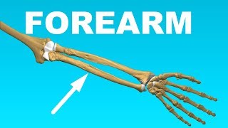 Ulna and Radius  Forearm Overview Bones 7 [upl. by Madelene]