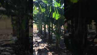 Irrigating Bananas Lands with Floppy Sprinkler [upl. by Natsirt]