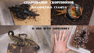 Спаривание Javanimetrus cyaneus [upl. by Darsie]