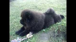 Bruno the black chowchow playing [upl. by Cowden]